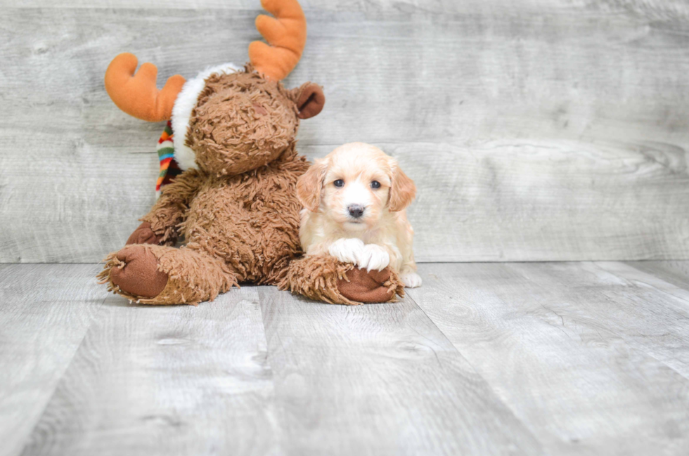 Cavapoo Pup Being Cute