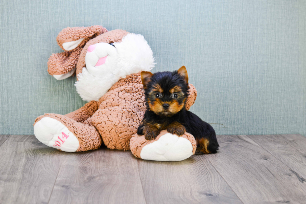 Meet Ronaldo - our Yorkshire Terrier Puppy Photo 