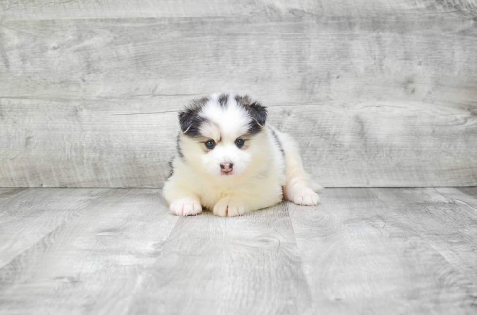 Smart Pomsky Designer Pup