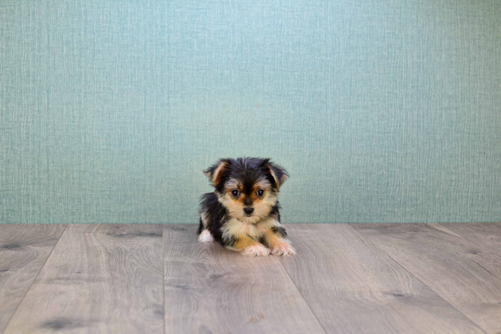 Hypoallergenic Yorkie Designer Puppy