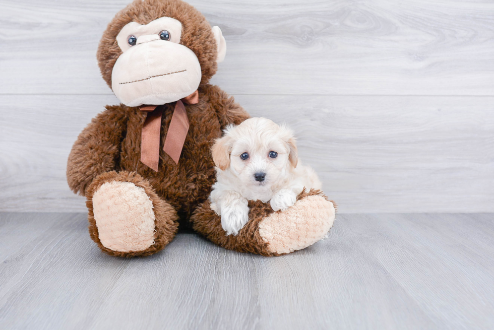 Maltipoo Pup Being Cute