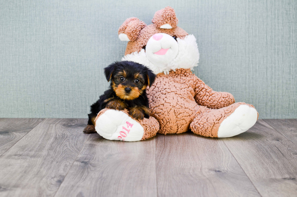 Meet Bella - our Yorkshire Terrier Puppy Photo 