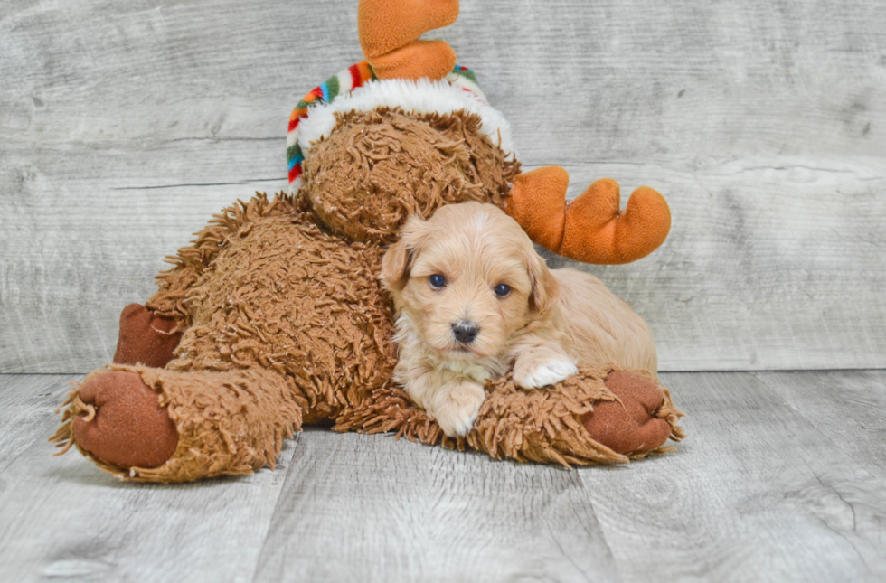 Maltipoo Pup Being Cute