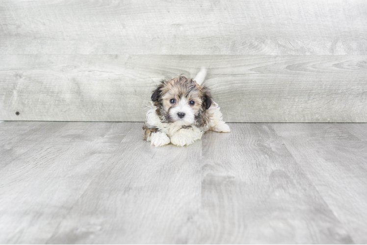 Popular Maltipoo Poodle Mix Pup