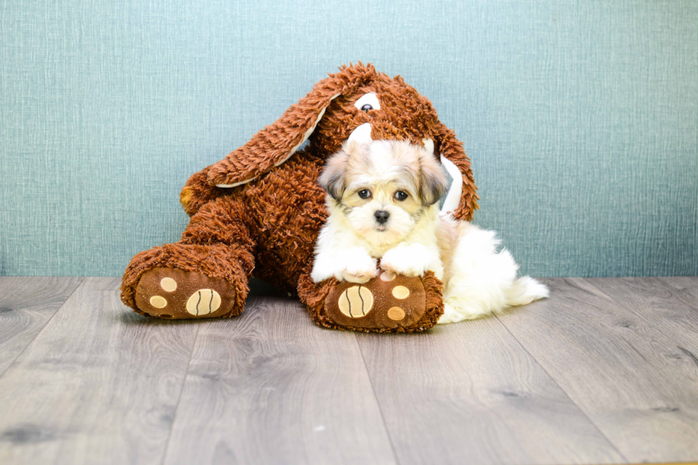 Teddy Bear Pup Being Cute