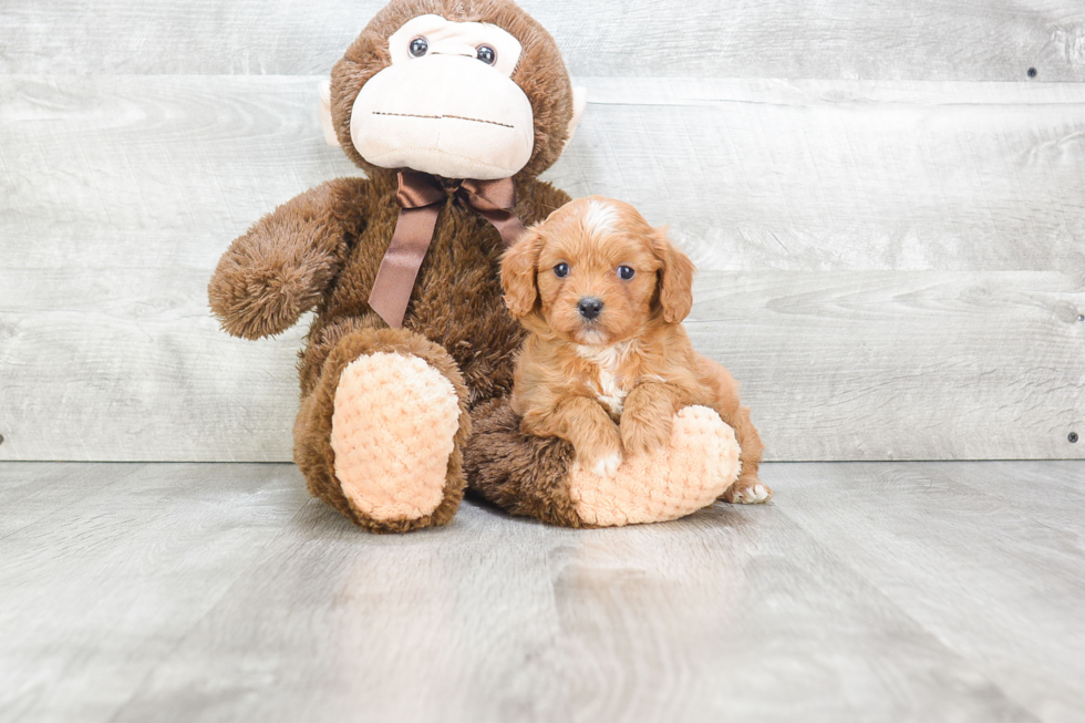 Cavapoo Pup Being Cute