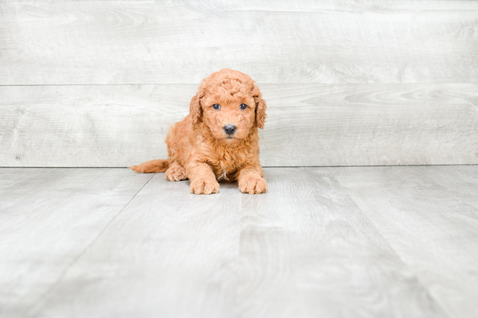 Happy Mini Goldendoodle Baby