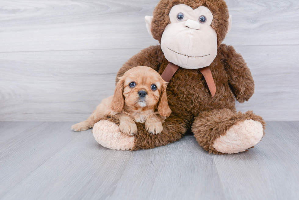 Friendly Cavalier King Charles Spaniel Purebred Pup