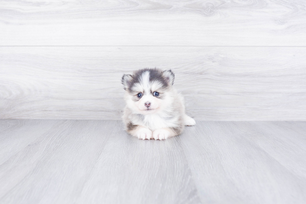 Pomsky Pup Being Cute