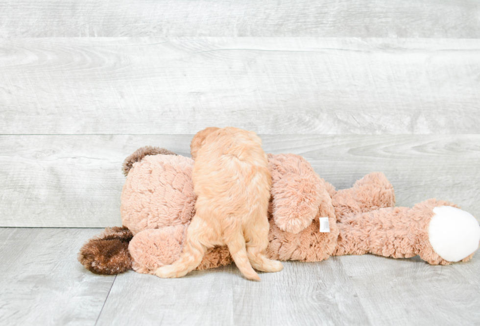 Cavapoo Pup Being Cute