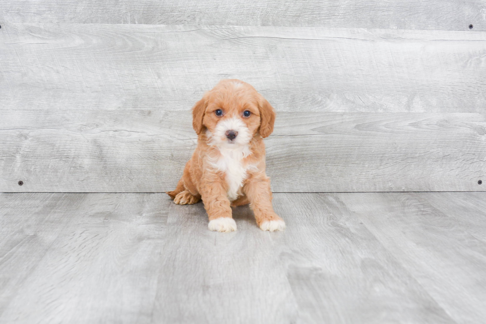 Mini Goldendoodle Pup Being Cute