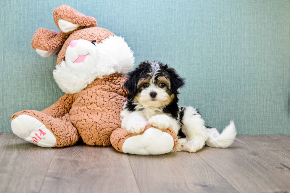 Morkie Puppy for Adoption