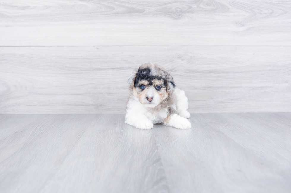 Energetic Aussiepoo Poodle Mix Puppy