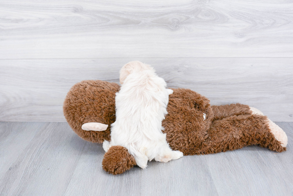 Maltipoo Pup Being Cute