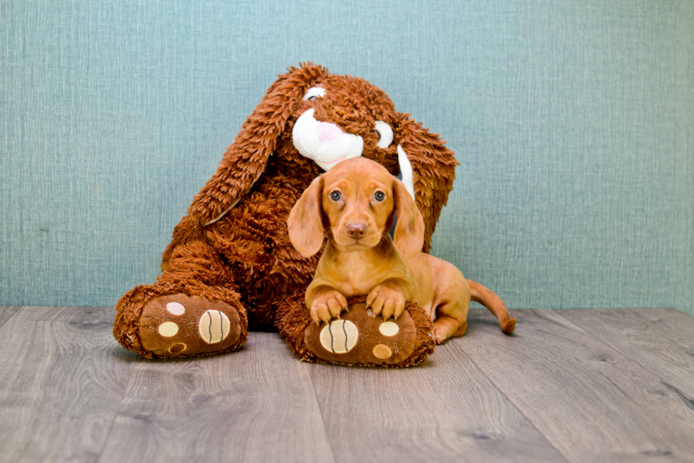 Cute Dachshund Purebred Puppy