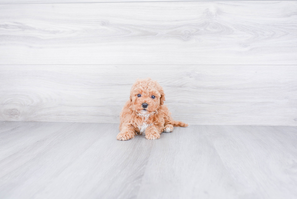 Cavapoo Puppy for Adoption