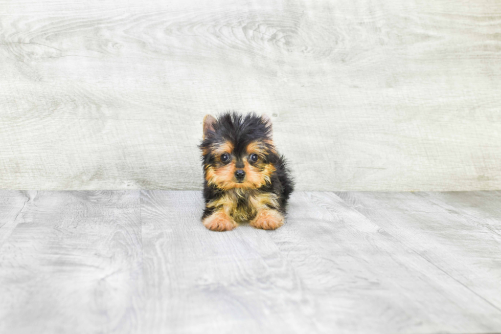 Meet Ronaldo - our Yorkshire Terrier Puppy Photo 