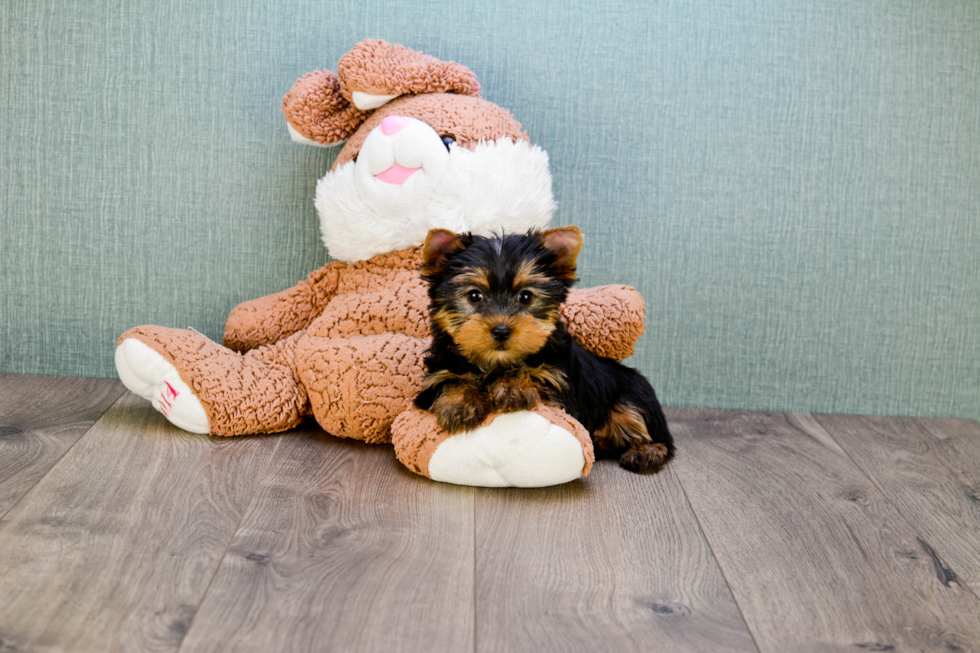 Meet Rebecca - our Yorkshire Terrier Puppy Photo 