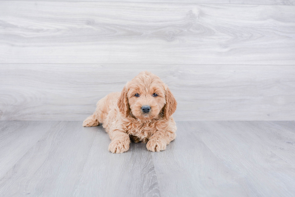 Mini Goldendoodle Puppy for Adoption