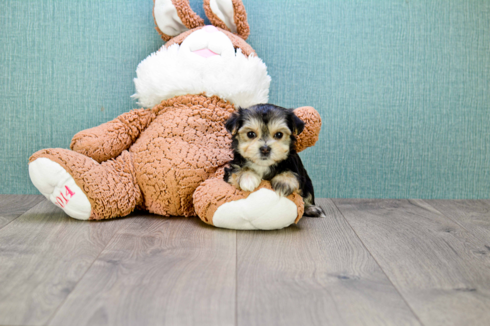 Morkie Puppy for Adoption