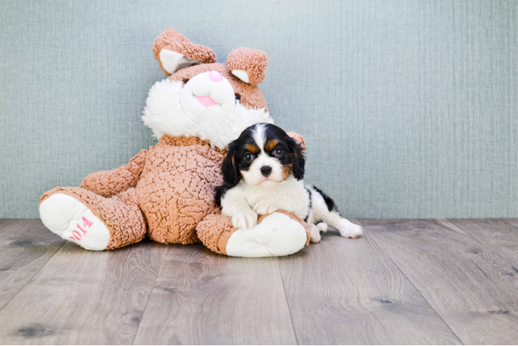 Funny Cavalier King Charles Spaniel Purebred Pup