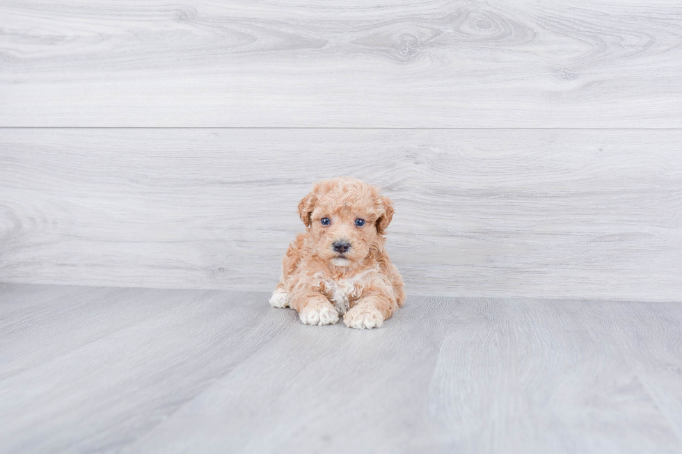 Maltipoo Pup Being Cute