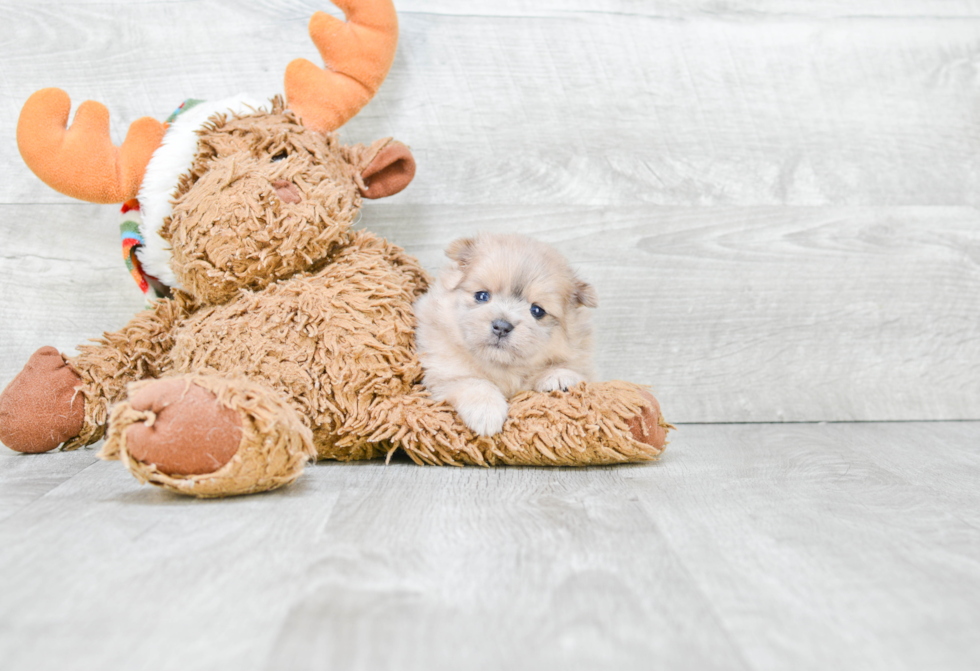 Friendly Pomeranian Baby