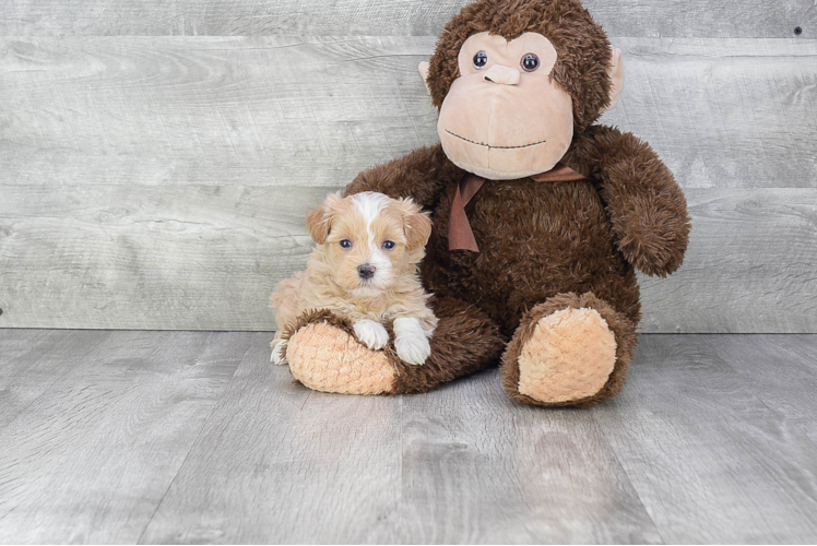 Best Maltipoo Baby