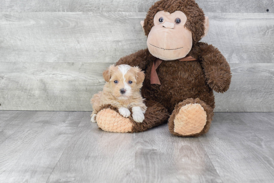 Best Maltipoo Baby