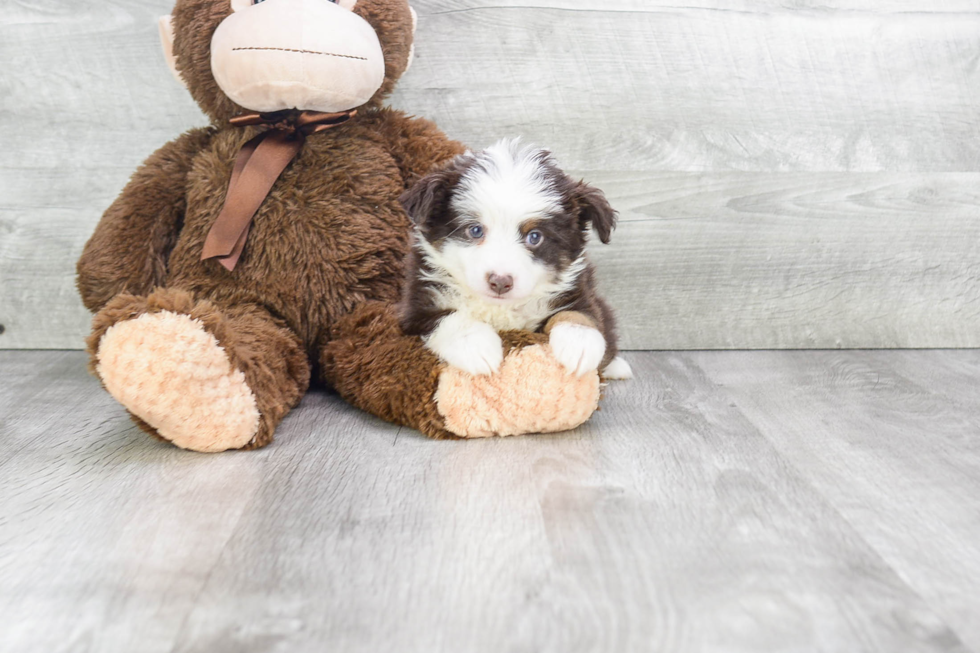 Smart Mini Aussiedoodle Poodle Mix Pup