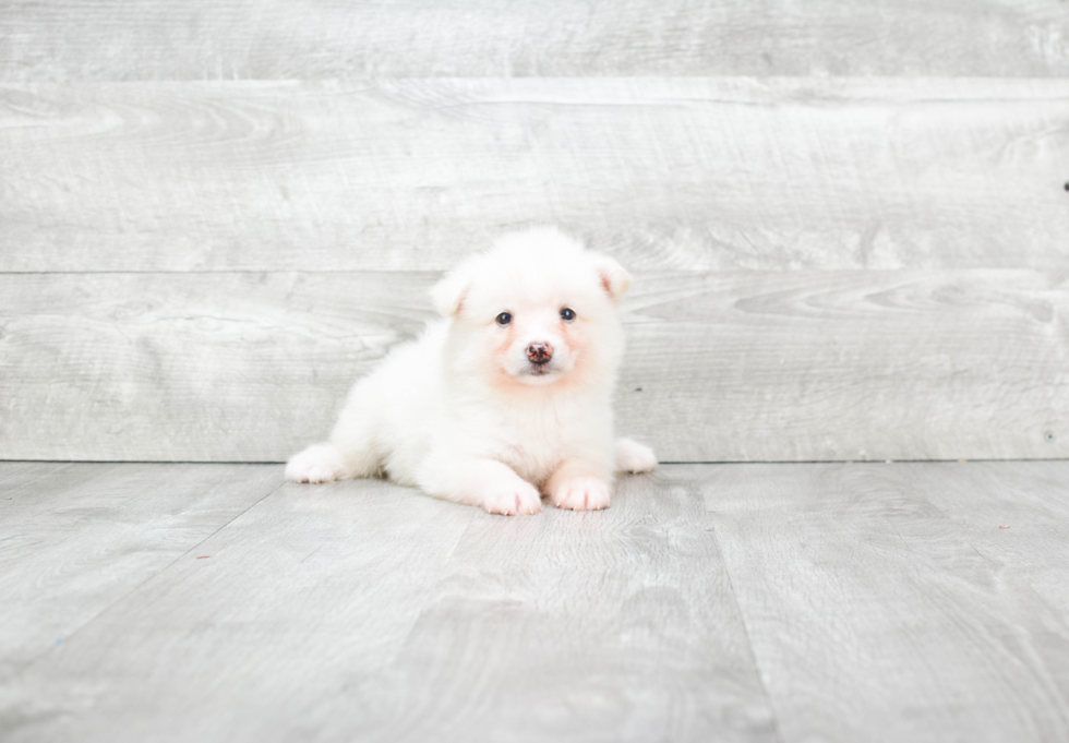 Playful Mini Husky Designer Puppy