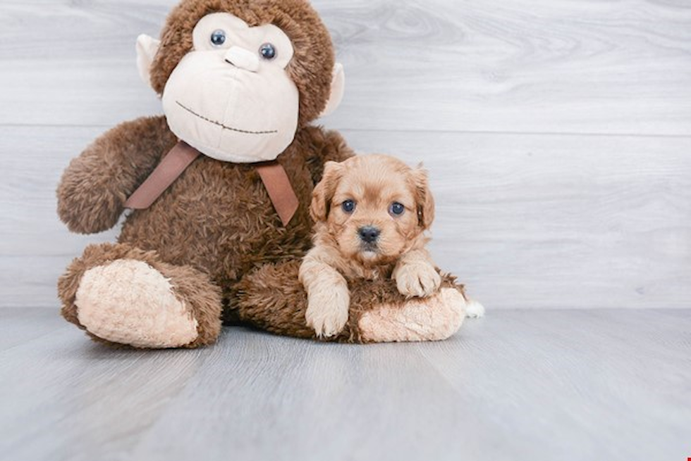 Friendly Cavapoo Baby