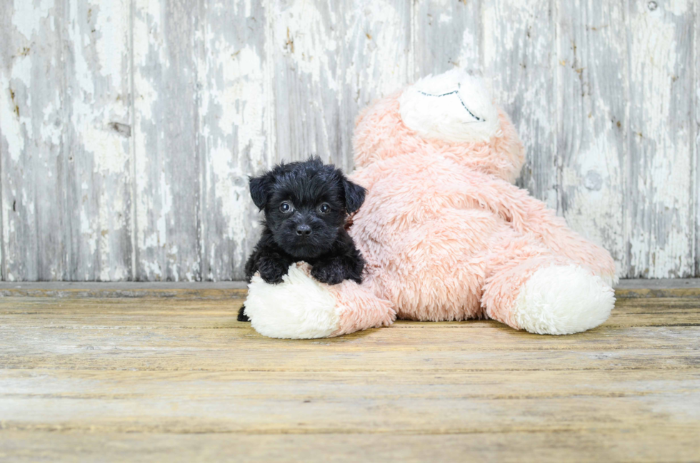 Happy Yorkie Poo Baby