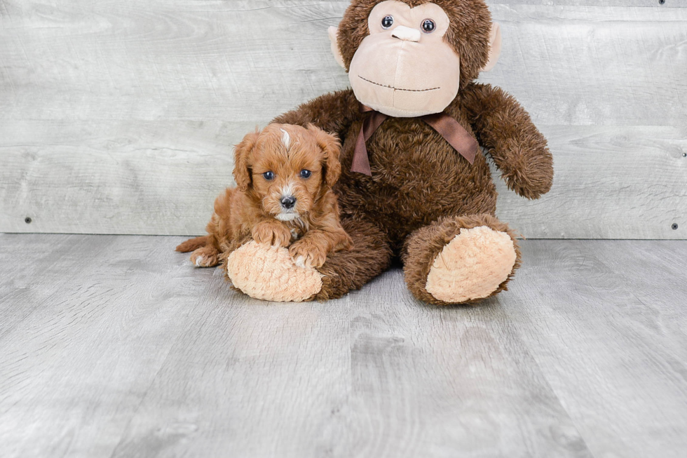 Cavapoo Puppy for Adoption