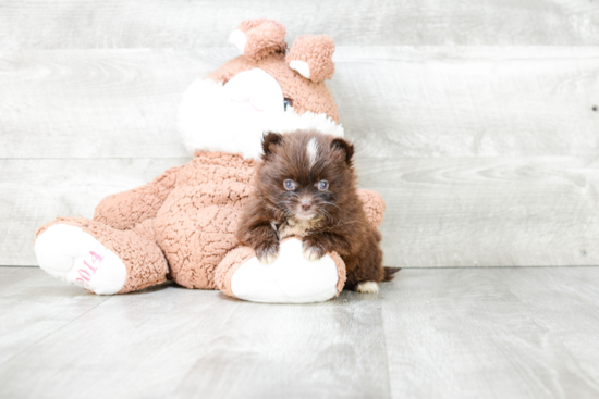 Friendly Pomeranian Purebred Pup