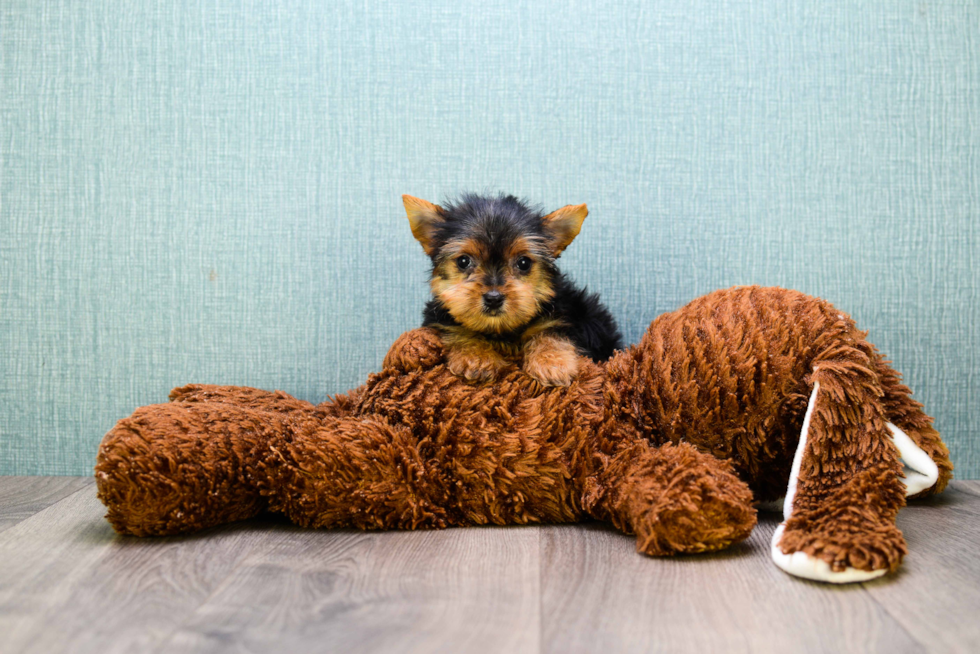 Meet Tinkerbell - our Yorkshire Terrier Puppy Photo 