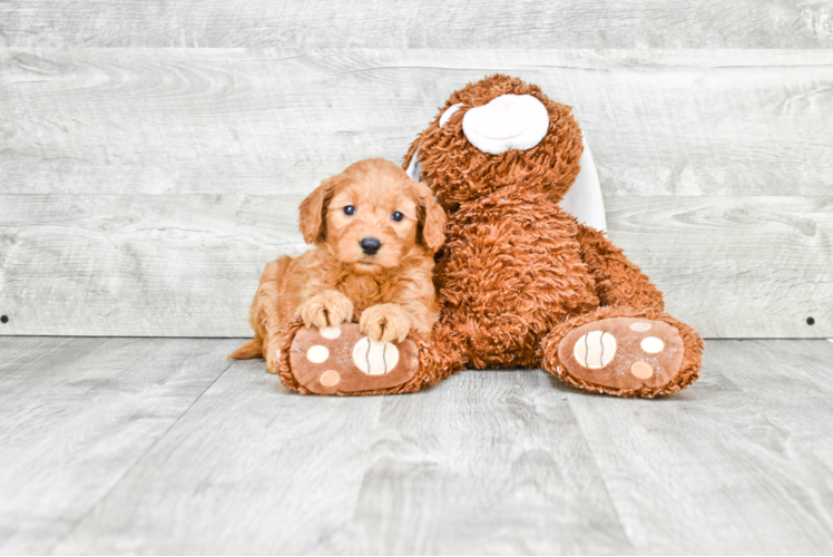 Best Mini Goldendoodle Baby