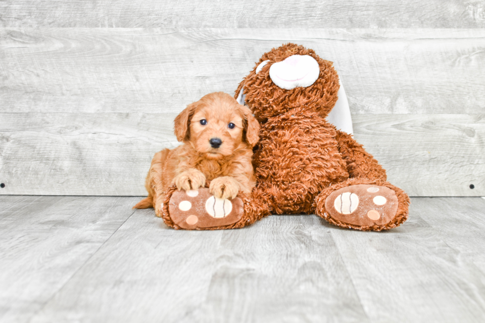 Best Mini Goldendoodle Baby