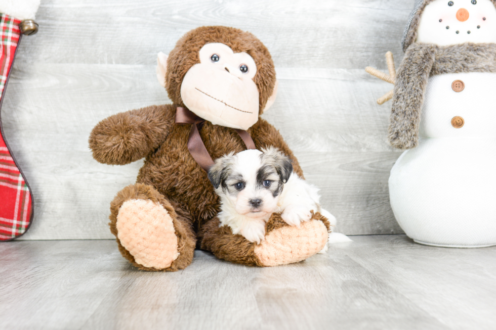 Friendly Teddy Bear Baby