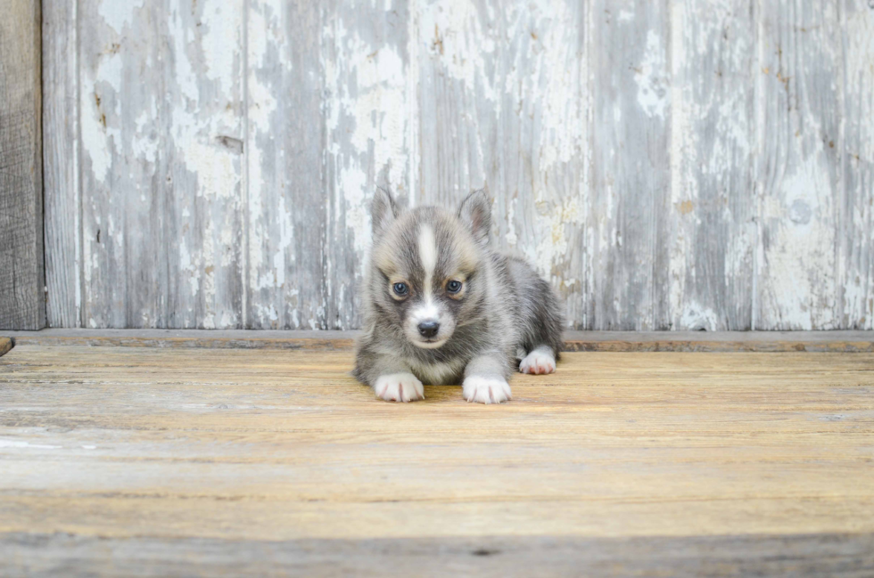 Energetic Mini Husky Designer Puppy