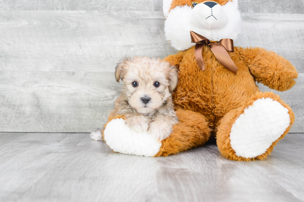 Happy Morkie Baby