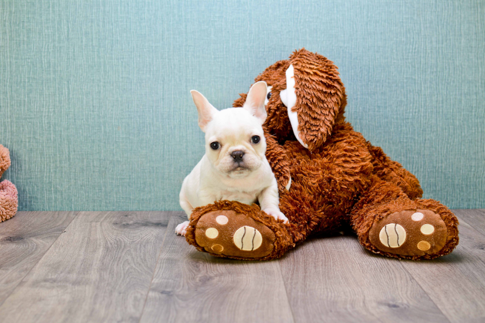 Funny French Bulldog Baby