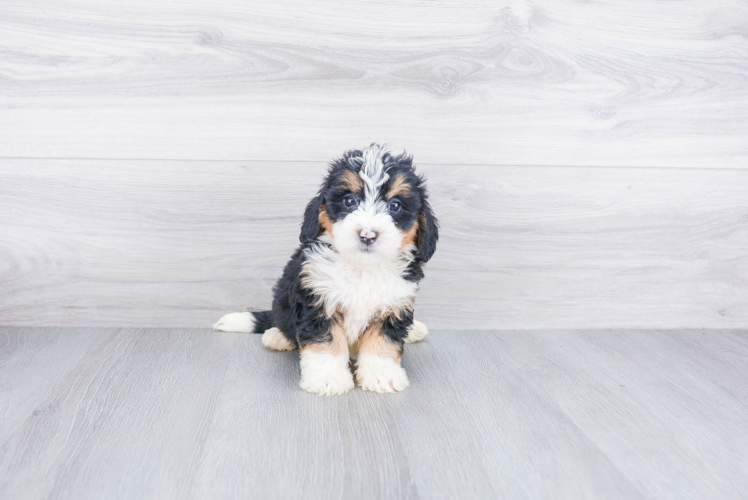 Cute Mini Bernedoodle Baby