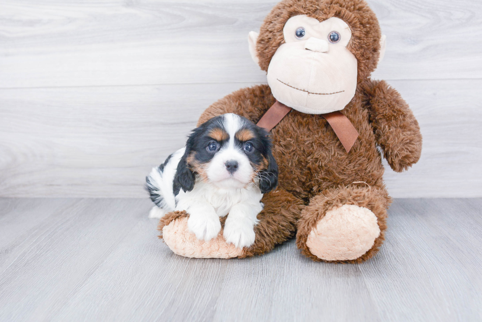 Cavalier King Charles Spaniel Pup Being Cute