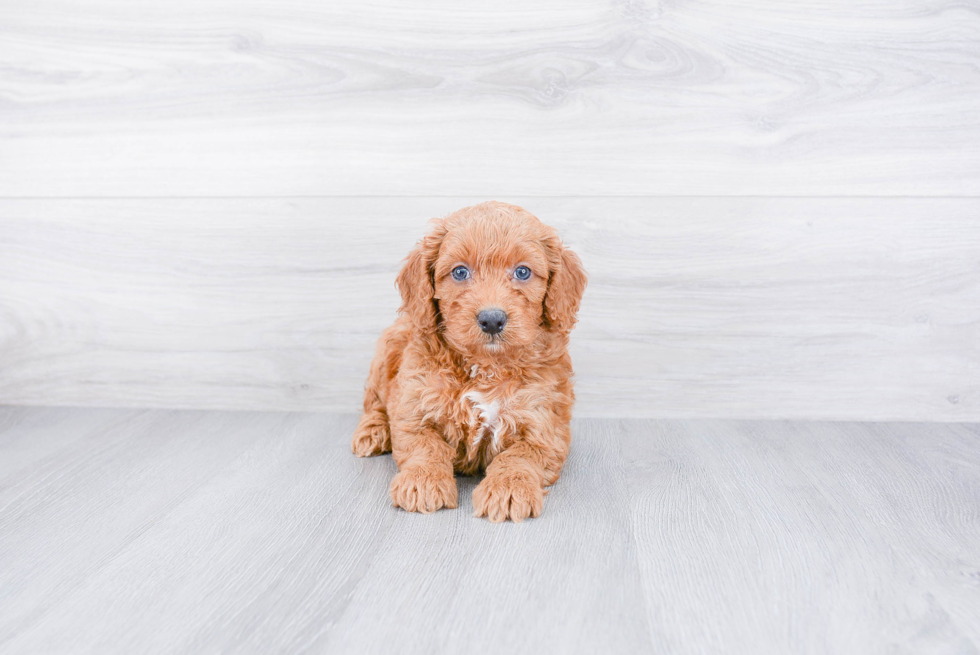 Mini Goldendoodle Puppy for Adoption