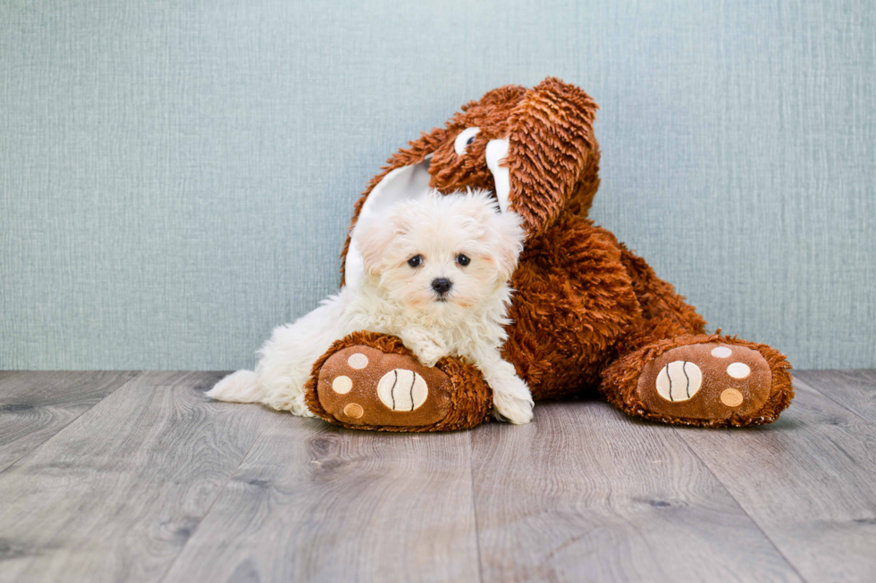 Maltipoo Pup Being Cute