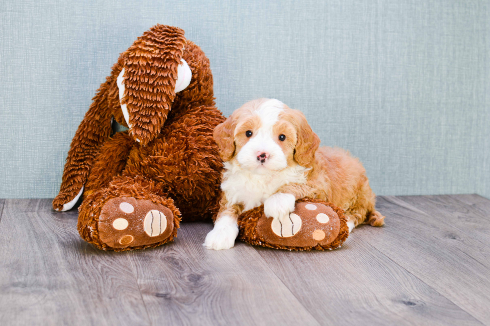 Best Mini Goldendoodle Baby