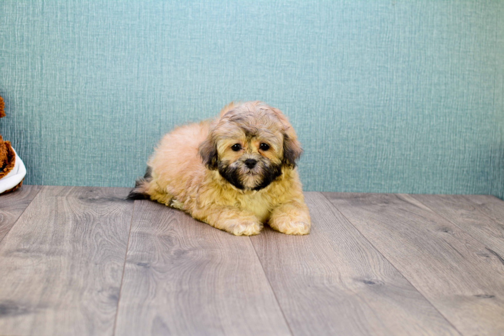 Popular Teddy Bear Designer Pup