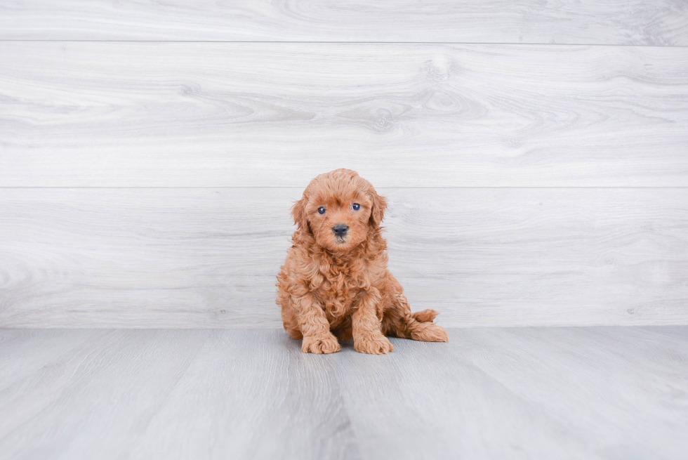 Sweet Mini Goldendoodle Baby