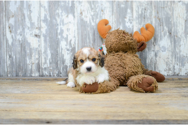 Playful Cavalier Designer Puppy